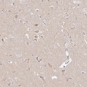 Merck Anti-OR51D1 antibody produced in rabbit