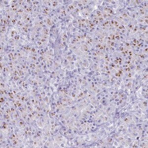 Merck Anti-SDR42E2 antibody produced in rabbit