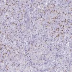 Merck Anti-SDR42E2 antibody produced in rabbit