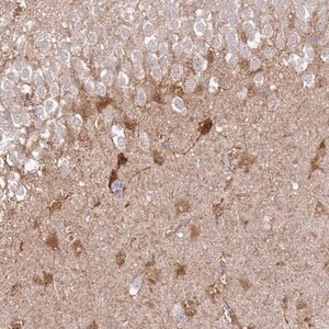 Merck Anti-SHISA4 antibody produced in rabbit