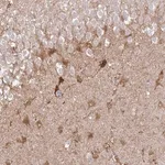 Merck Anti-SHISA4 antibody produced in rabbit