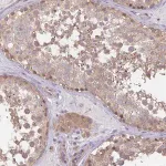 Merck Anti-MIEN1 antibody produced in rabbit