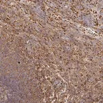 Merck Anti-FGF21 antibody produced in rabbit