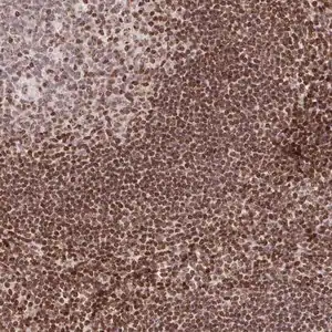 Merck Anti-C19orf53 antibody produced in rabbit