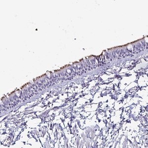Merck Anti-SMCO1 antibody produced in rabbit