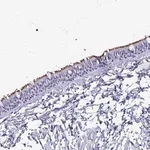 Merck Anti-SMCO1 antibody produced in rabbit