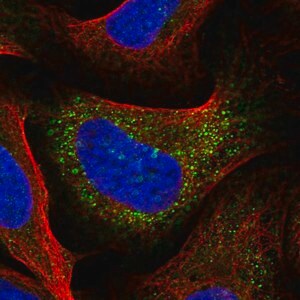 Merck Anti-IRX3 antibody produced in rabbit