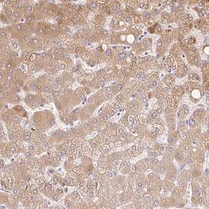 Merck Anti-C14orf178 antibody produced in rabbit