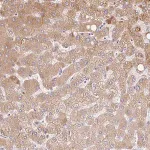 Merck Anti-C14orf178 antibody produced in rabbit