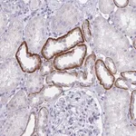Merck Anti-SAP25 antibody produced in rabbit