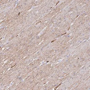 Merck Anti-COX16 antibody produced in rabbit