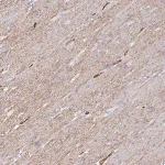 Merck Anti-COX16 antibody produced in rabbit