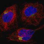 Merck Anti-DENND5A antibody produced in rabbit