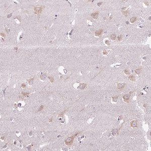 Merck Anti-SYBU antibody produced in rabbit