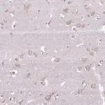 Merck Anti-SYBU antibody produced in rabbit