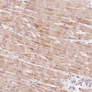 Merck Anti-BOLA3 antibody produced in rabbit