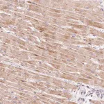 Merck Anti-BOLA3 antibody produced in rabbit