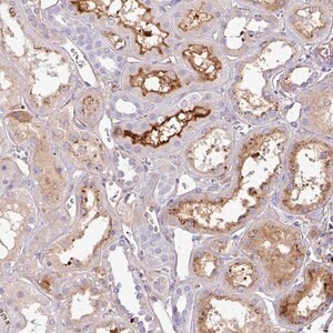 Merck Anti-CTXN2 antibody produced in rabbit