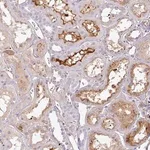 Merck Anti-CTXN2 antibody produced in rabbit