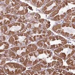 Merck Anti-ZCCHC5 antibody produced in rabbit