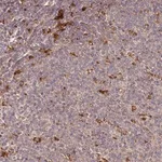 Merck Anti-TRIM14 antibody produced in rabbit