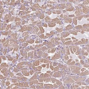 Merck Anti-RGS16 antibody produced in rabbit