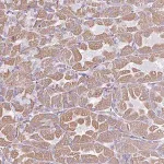 Merck Anti-RGS16 antibody produced in rabbit