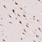 Merck Anti-RPL41 antibody produced in rabbit