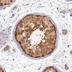 Merck Anti-AGPAT4 antibody produced in rabbit