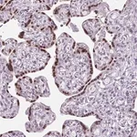 Merck Anti-RYBP antibody produced in rabbit