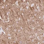 Merck Anti-EMC4 antibody produced in rabbit