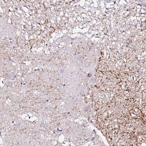 Merck Anti-PDYN antibody produced in rabbit