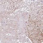 Merck Anti-PDYN antibody produced in rabbit