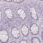 Merck Anti-LENG9 antibody produced in rabbit