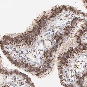 Merck Anti-ZFP92 antibody produced in rabbit