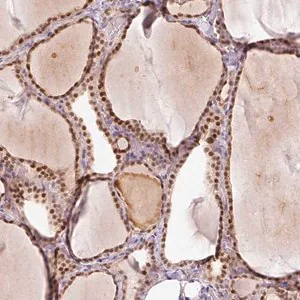 Merck Anti-TOGARAM1 antibody produced in rabbit