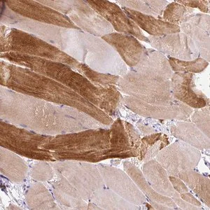 Merck Anti-KRTAP20-3 antibody produced in rabbit