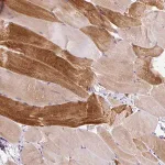 Merck Anti-KRTAP20-3 antibody produced in rabbit