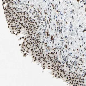 Merck Anti-MTMR10 antibody produced in rabbit