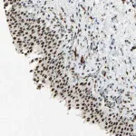 Merck Anti-MTMR10 antibody produced in rabbit