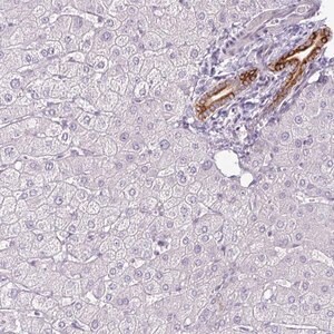 Merck Anti-SIRPB2 antibody produced in rabbit