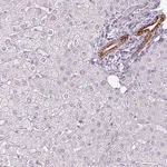 Merck Anti-SIRPB2 antibody produced in rabbit