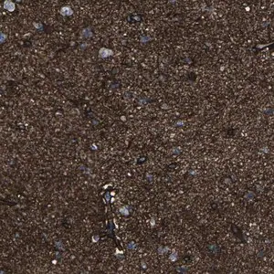 Merck Anti-MSANTD4 antibody produced in rabbit