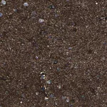 Merck Anti-MSANTD4 antibody produced in rabbit