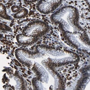 Merck Anti-NCBP3 antibody produced in rabbit