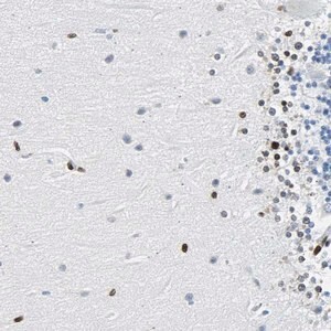 Merck Anti-ZNF131 antibody produced in rabbit