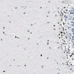 Merck Anti-ZNF131 antibody produced in rabbit