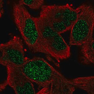 Merck Anti-GEN1 antibody produced in rabbit