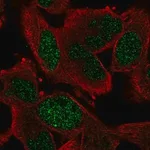 Merck Anti-GEN1 antibody produced in rabbit