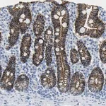 Merck Anti-CLDN3 antibody produced in rabbit